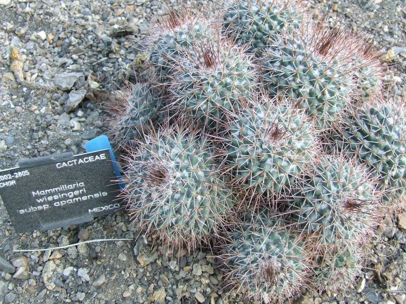 Mammillaria wiesingeri ssp. apamensis 