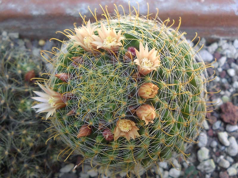 Mammillaria wildii 