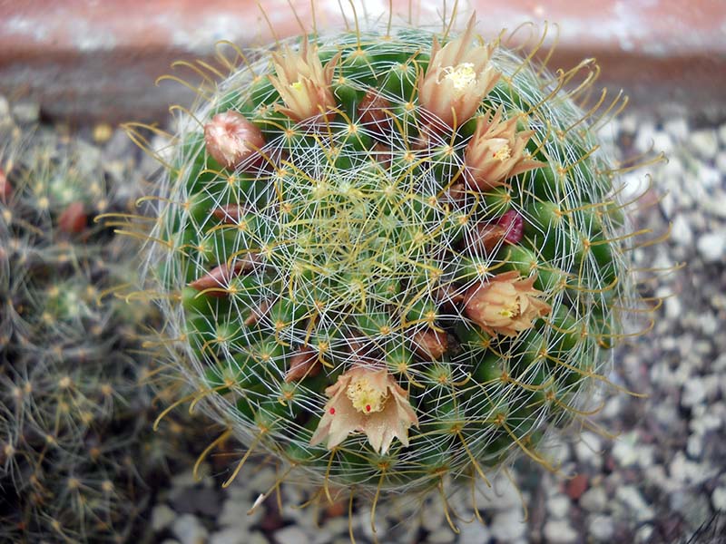 mammillaria wildii