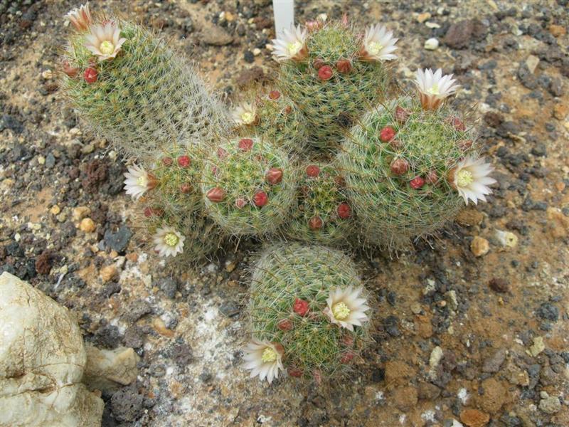 Mammillaria wildii 