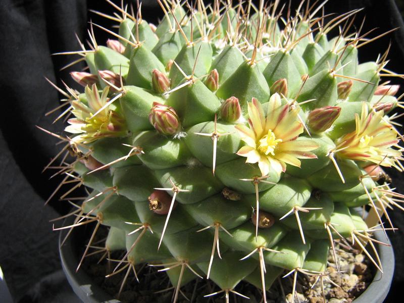 Mammillaria winterae 