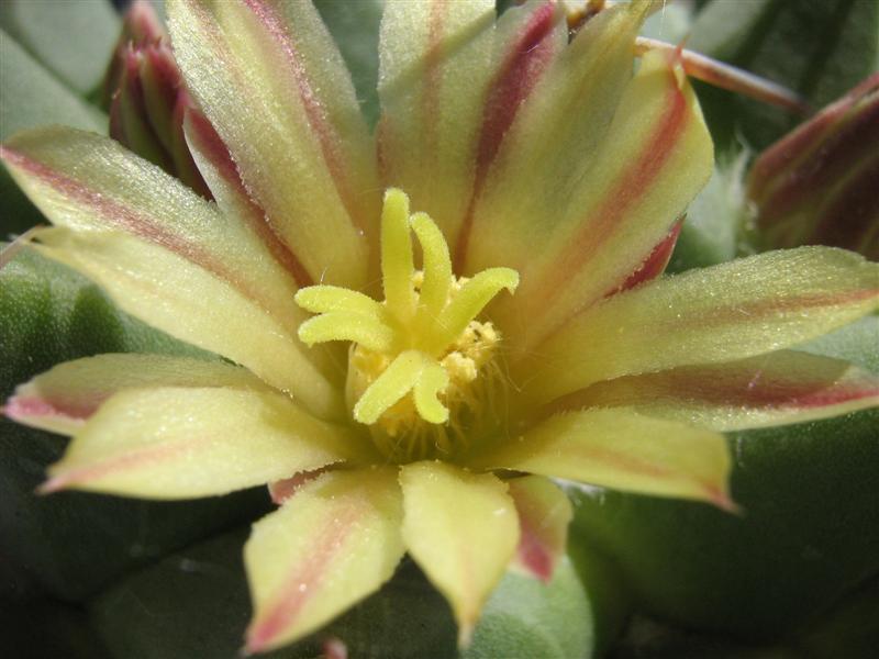 Mammillaria winterae 