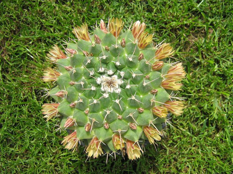 Mammillaria winterae 