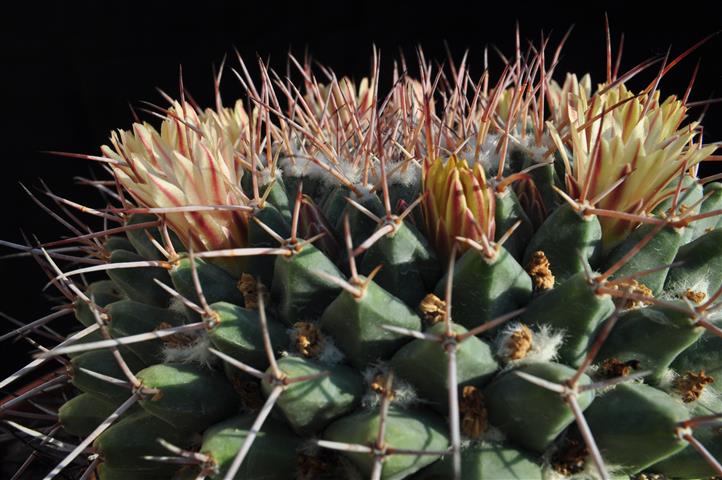 Mammillaria winterae 