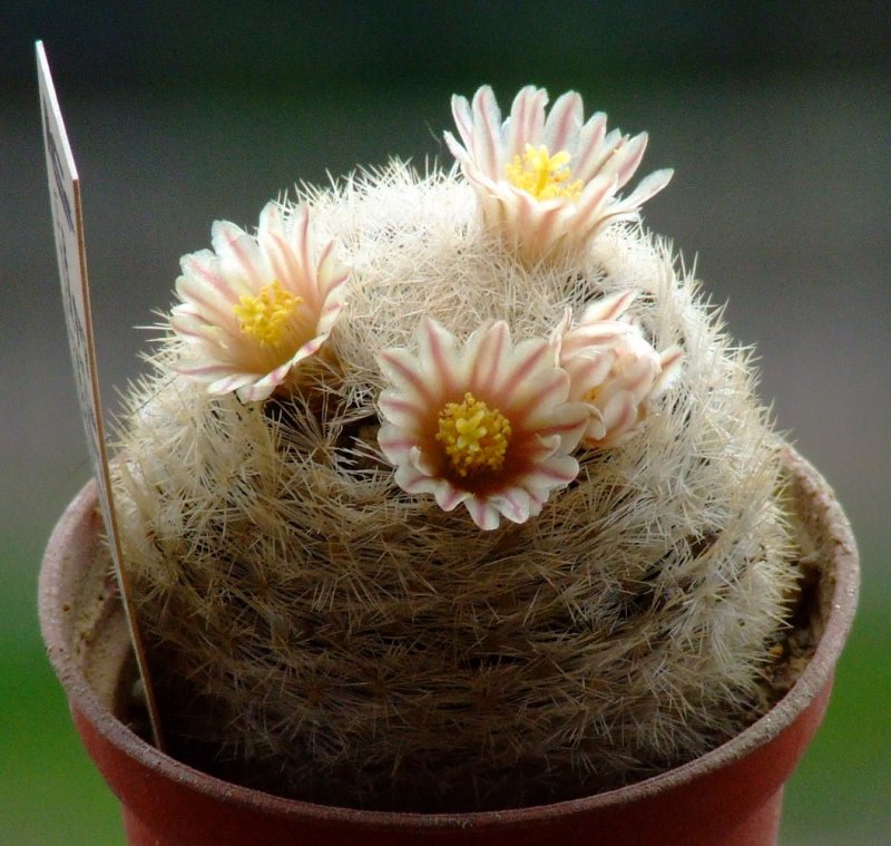 Mammillaria lasiacantha ssp. hyalina 