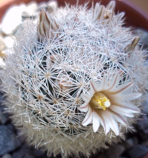 Mammillaria wohlschlageri 