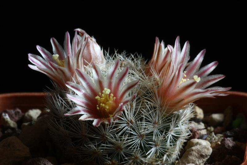 Mammillaria wohlschlageri 