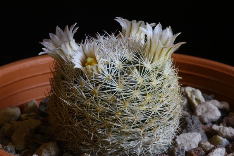 Mammillaria wohlschlageri 