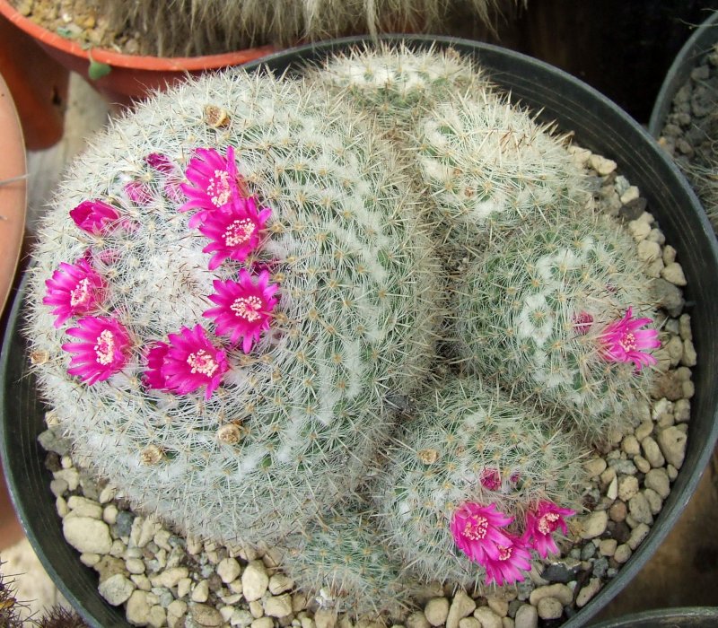 Mammillaria hahniana ssp. woodsii 