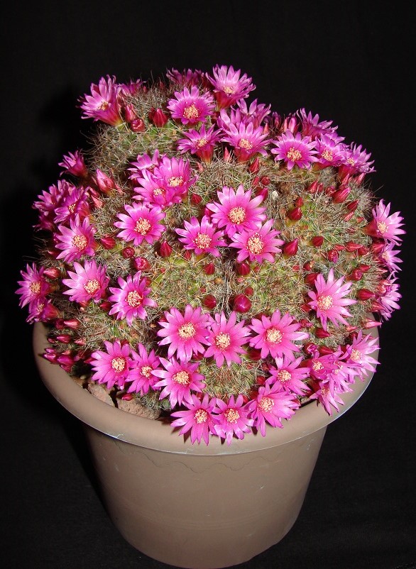 Mammillaria zeilmanniana 