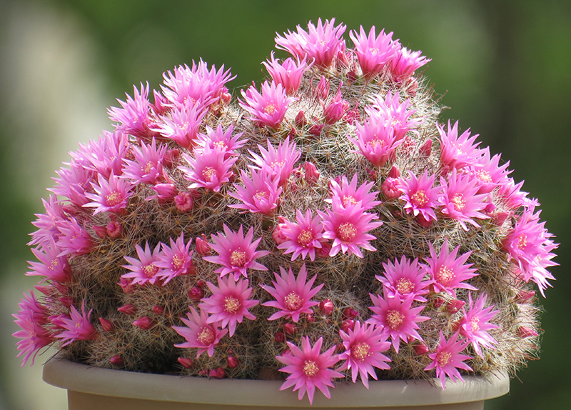 Mammillaria zeilmanniana 