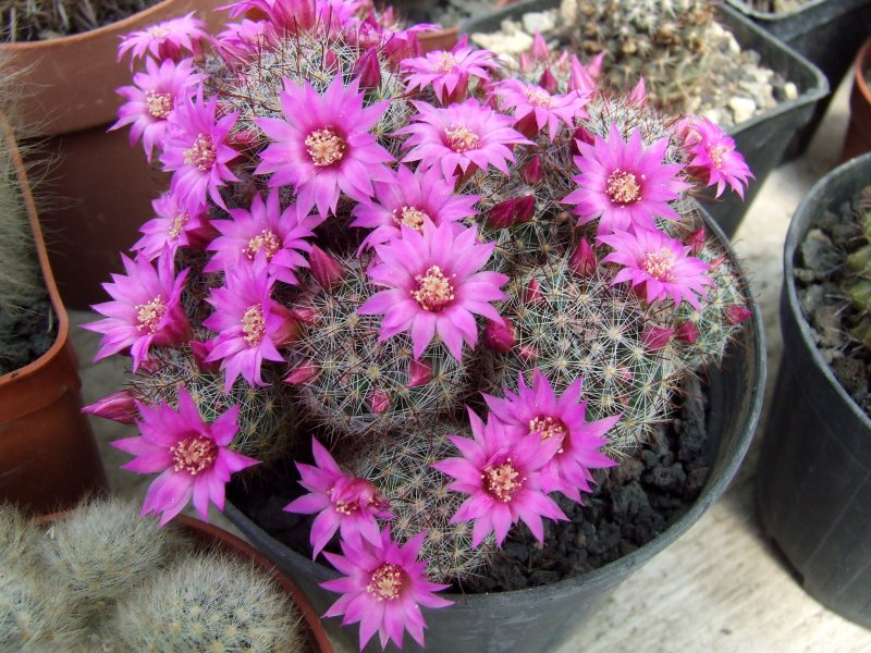 Mammillaria zeilmanniana 