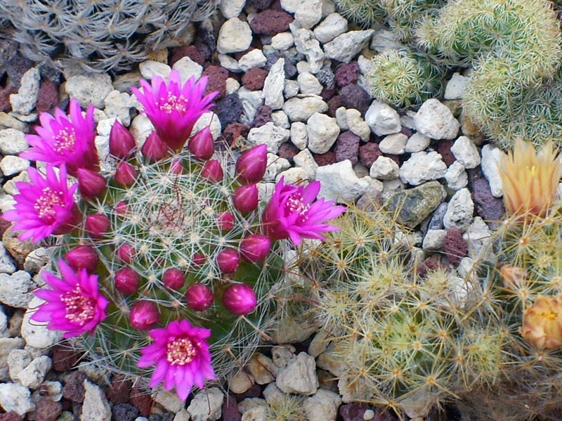 Mammillaria zeilmanniana 