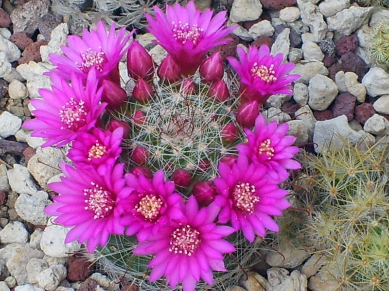 Mammillaria zeilmanniana 