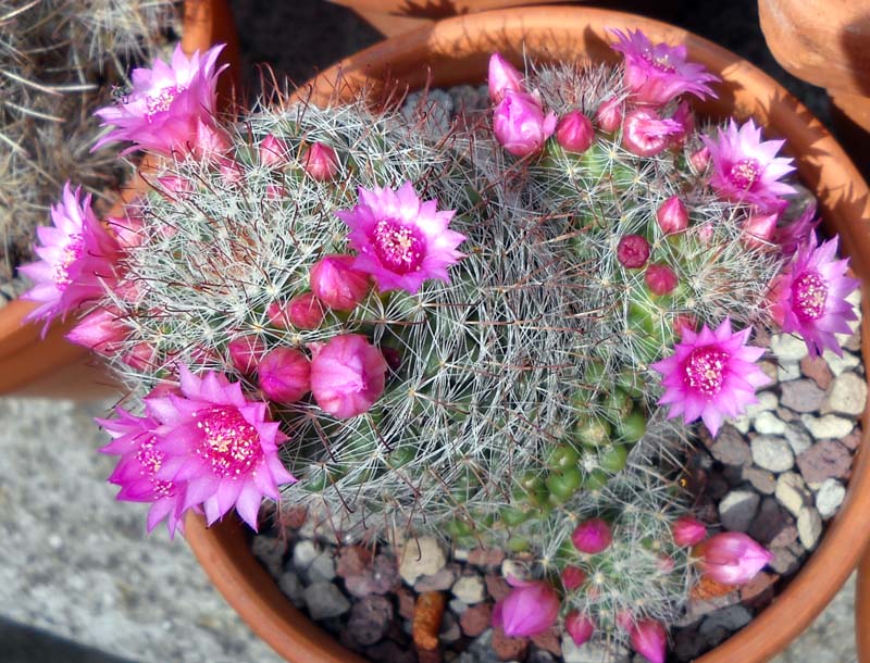 Mammillaria zeilmanniana 