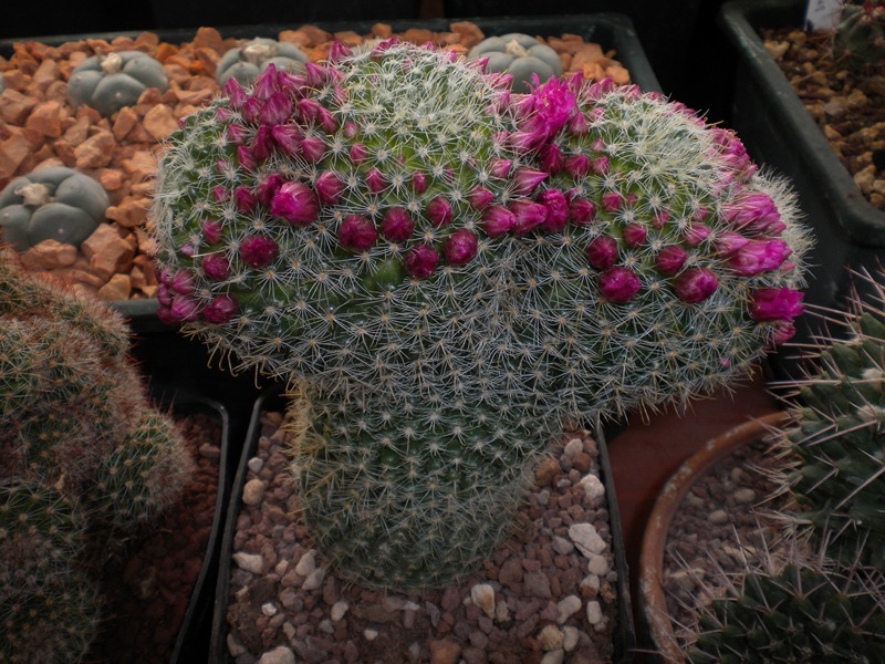 Mammillaria zeilmanniana 