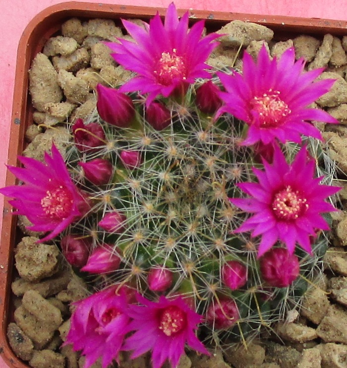 Mammillaria zeilmanniana 