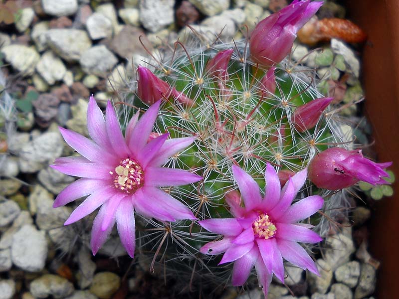 Mammillaria zeilmanniana 