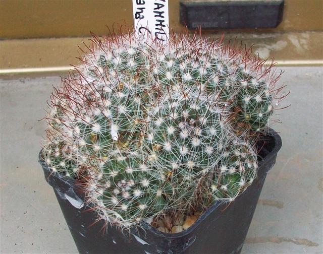 Mammillaria zeilmanniana cv. albiflora 