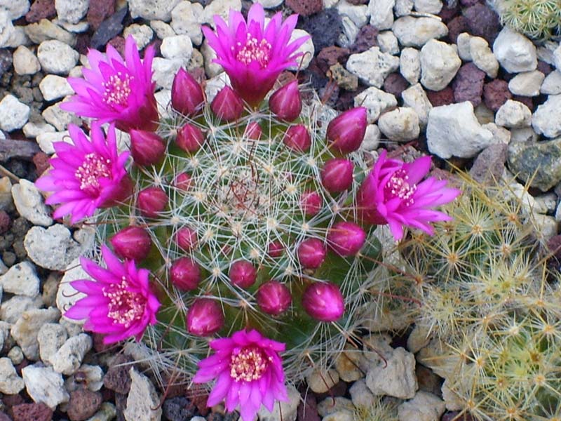 Mammillaria zeilmanniana 