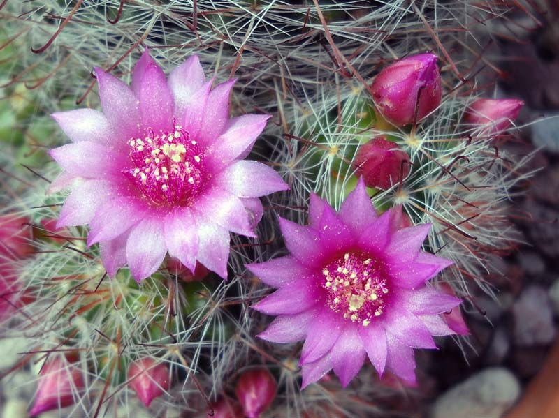 Mammillaria zeilmanniana 