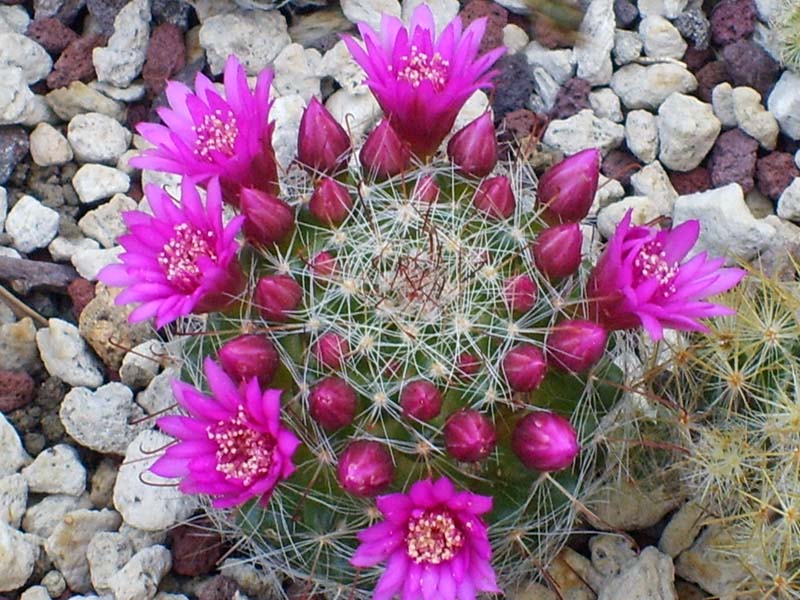 Mammillaria zeilmanniana 