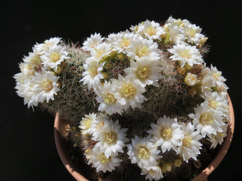 Mammillaria zeilmanniana cv. albiflora 