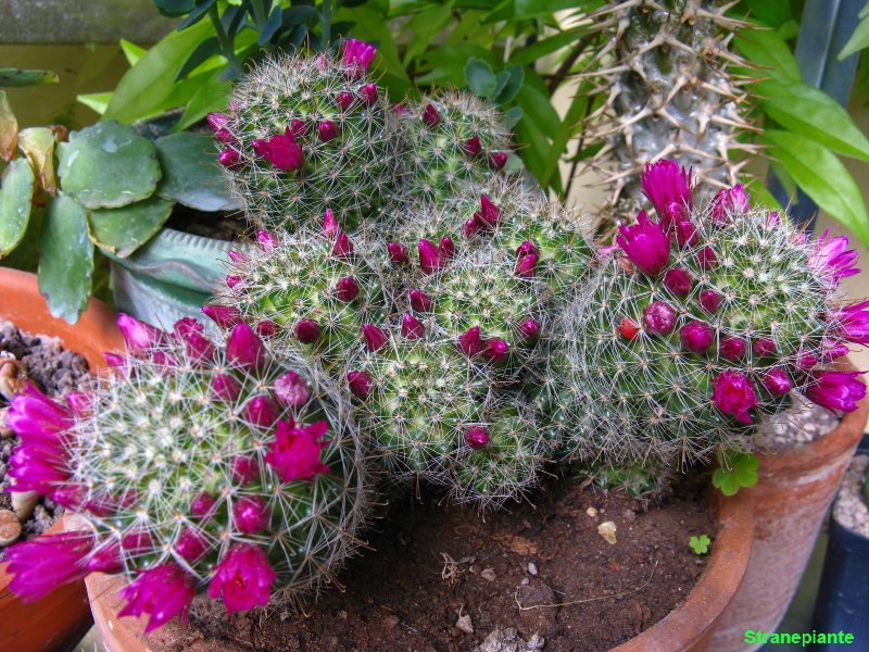 Mammillaria zeilmanniana 