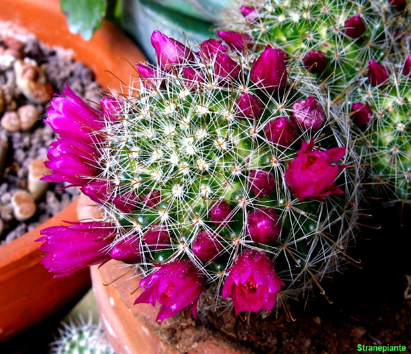 Mammillaria zeilmanniana 