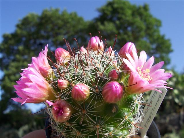 Mammillaria zeilmanniana 