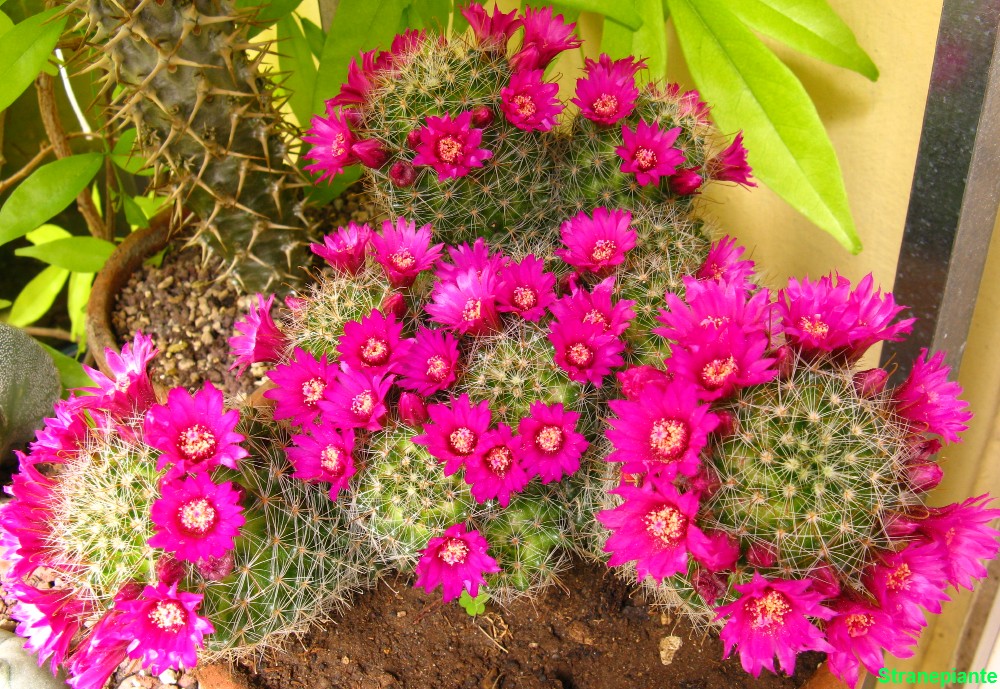 Mammillaria zeilmanniana 