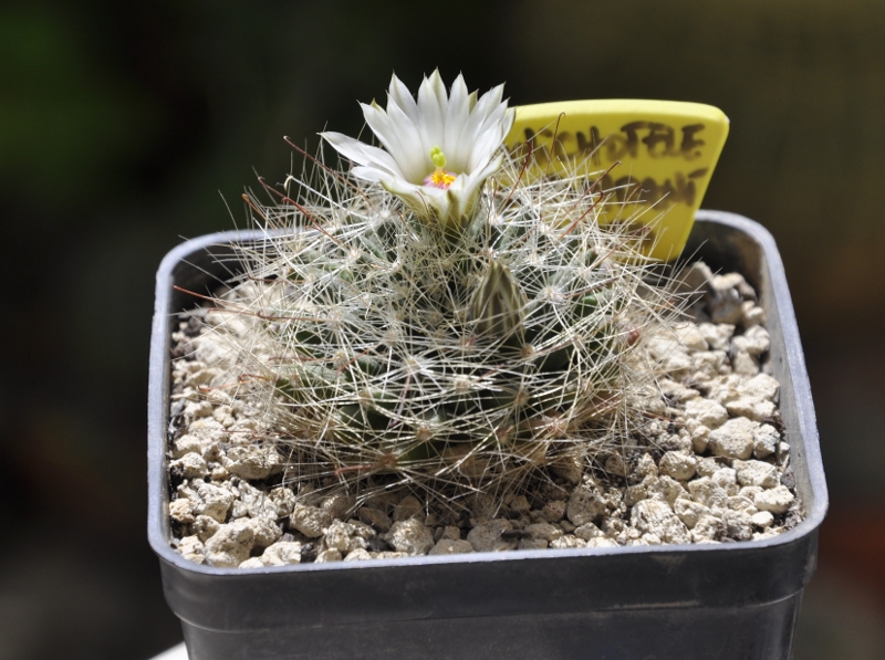 Mammillaria zephyranthoides 