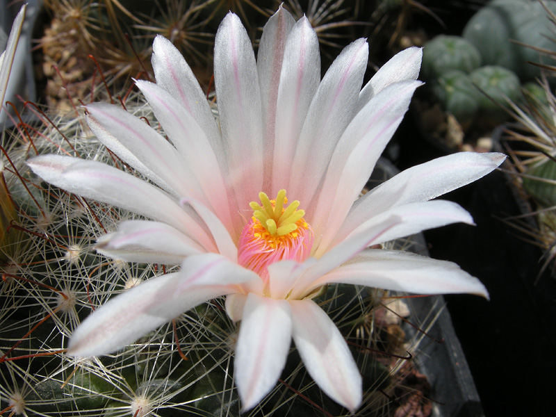 Mammillaria zephyranthoides 