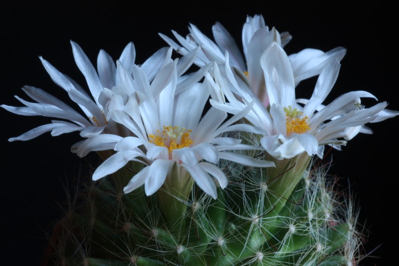 Mammillaria zephyranthoides 