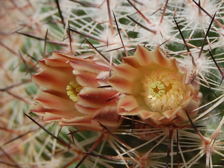 Mammillaria zeyeriana SB 445