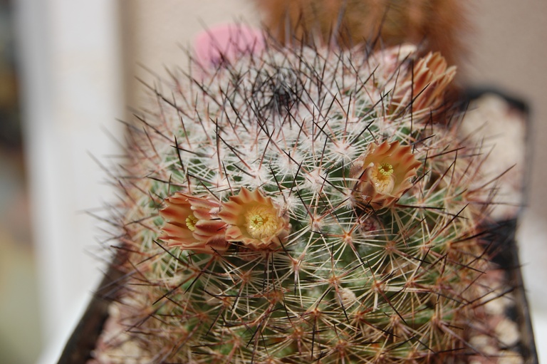 Mammillaria zeyeriana SB 445