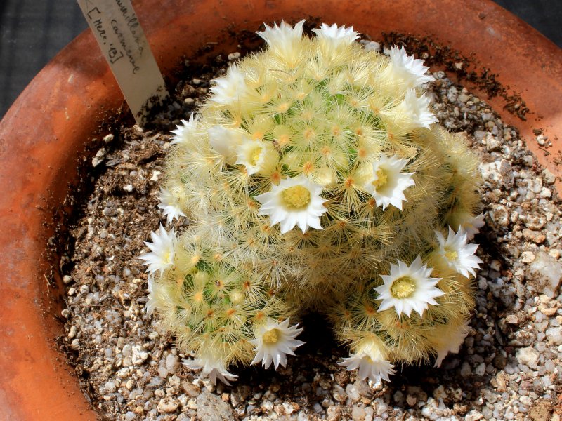 Mammillaria carmenae 