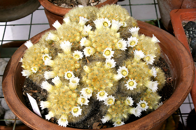 Mammillaria carmenae 