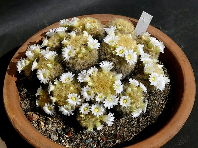 Mammillaria carmenae 