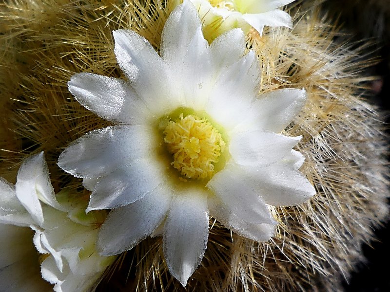 Mammillaria carmenae 