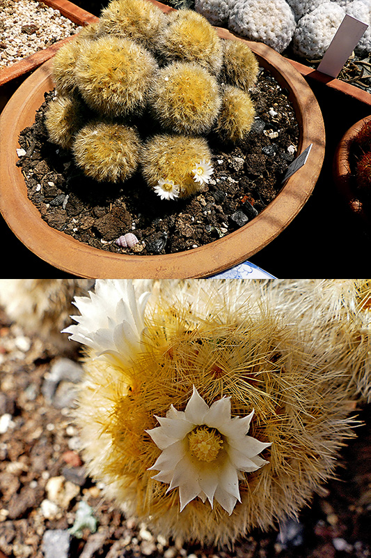 Mammillaria carmenae 