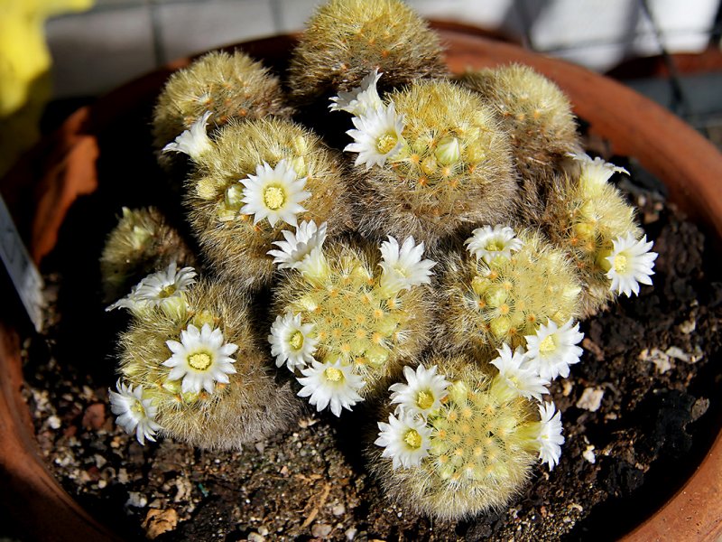 Mammillaria carmenae 