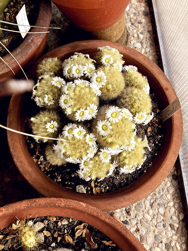 Mammillaria carmenae 