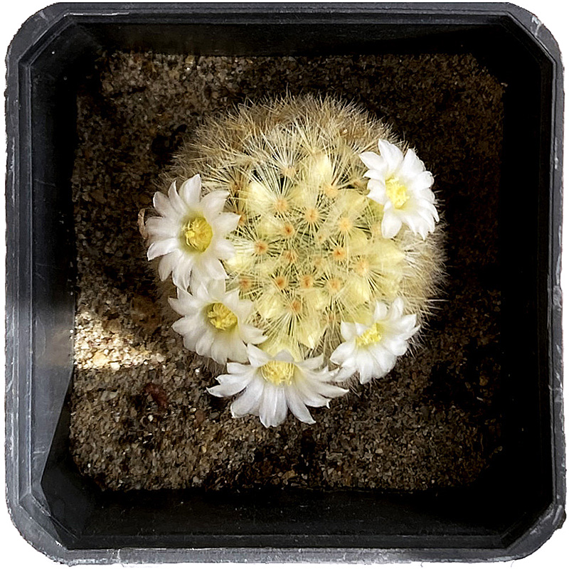 Mammillaria carmenae 