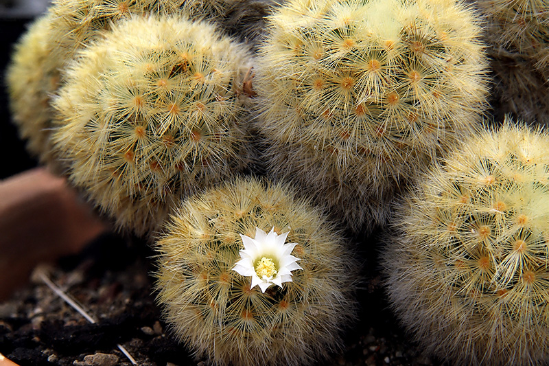 Mammillaria carmenae 