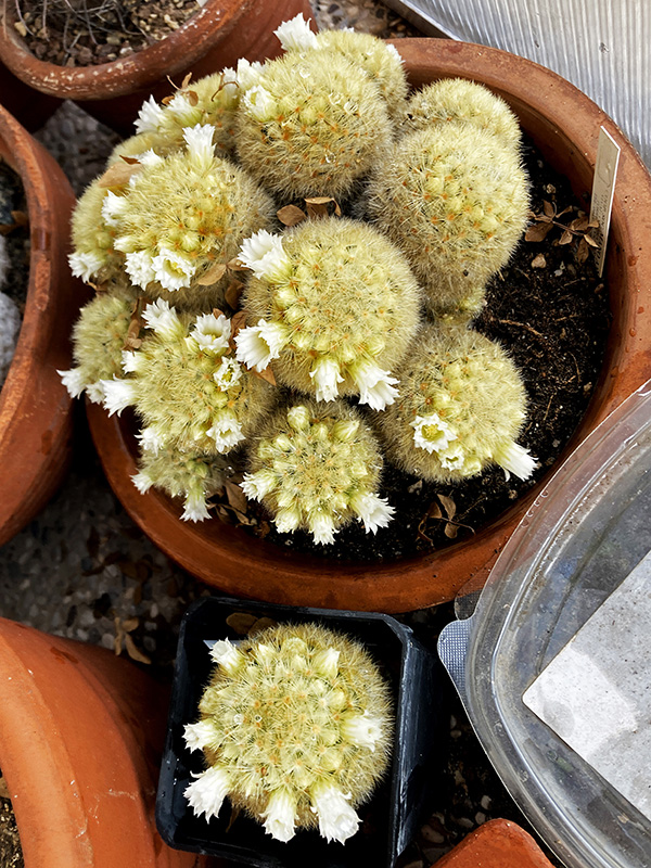 Mammillaria carmenae 