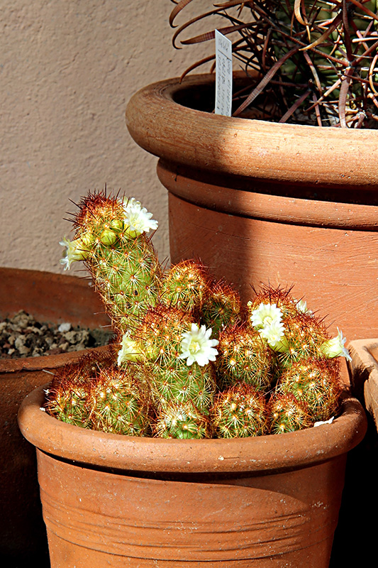 Mammillaria elongata 