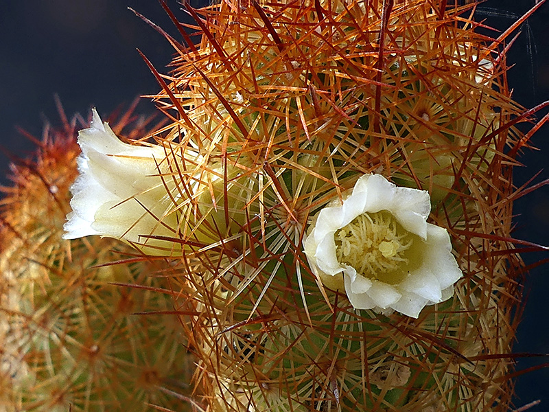 Mammillaria elongata 