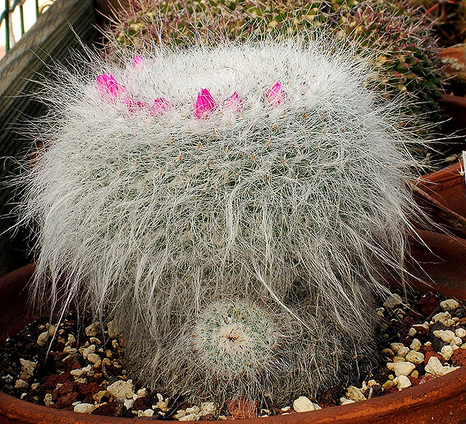 Mammillaria hahniana 