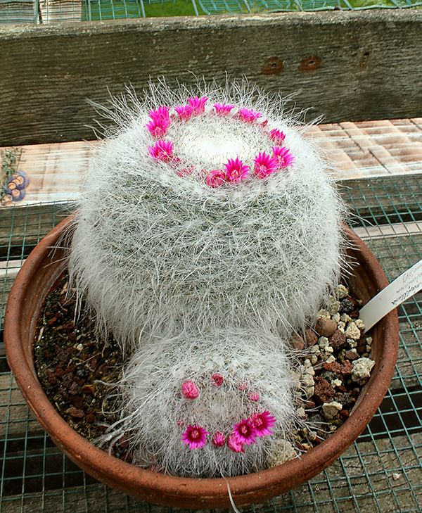 Mammillaria hahniana 